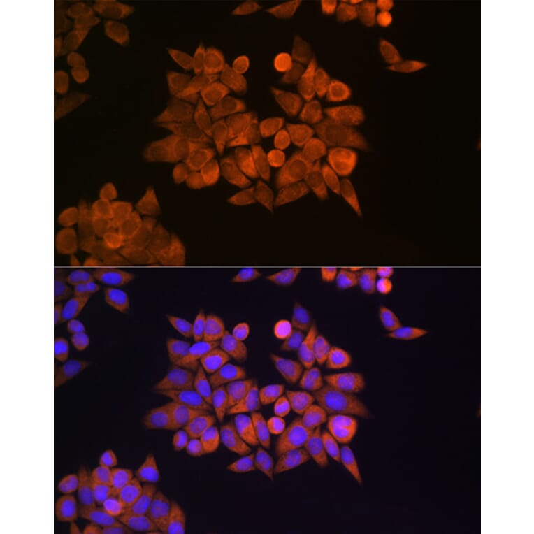 Immunofluorescence - Anti-eRF1 Antibody (A15053) - Antibodies.com