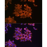 Immunofluorescence - Anti-eRF1 Antibody (A15053) - Antibodies.com