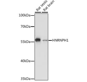 Western Blot - Anti-hnRNP H Antibody (A15054) - Antibodies.com