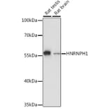 Western Blot - Anti-hnRNP H Antibody (A15054) - Antibodies.com
