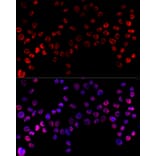 Immunofluorescence - Anti-hnRNP H Antibody (A15054) - Antibodies.com