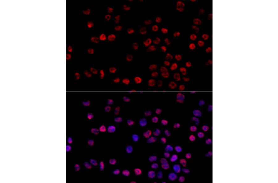 Immunofluorescence - Anti-hnRNP H Antibody (A15054) - Antibodies.com