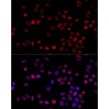 Immunofluorescence - Anti-hnRNP H Antibody (A15054) - Antibodies.com