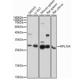 Western Blot - Anti-RPL10A Antibody (A15055) - Antibodies.com
