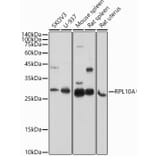 Western Blot - Anti-RPL10A Antibody (A15055) - Antibodies.com