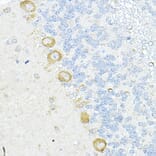 Immunohistochemistry - Anti-RPL10A Antibody (A15055) - Antibodies.com