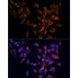 Immunofluorescence - Anti-RPL10A Antibody (A15055) - Antibodies.com