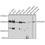 Western Blot - Anti-RPB2 Antibody (A15056) - Antibodies.com