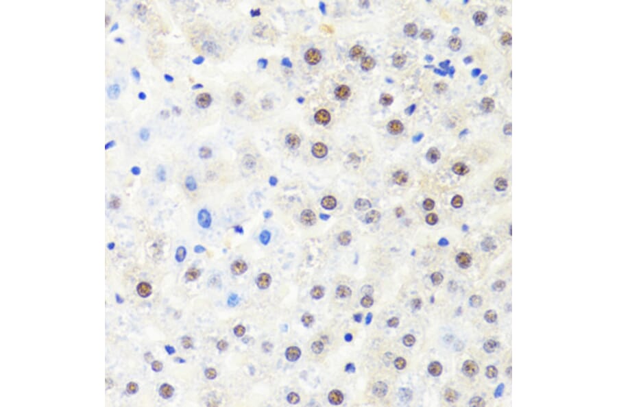 Immunohistochemistry - Anti-RPB2 Antibody (A15056) - Antibodies.com