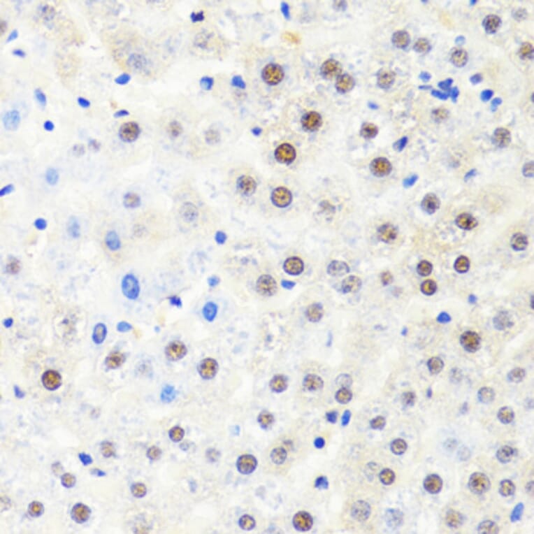 Immunohistochemistry - Anti-RPB2 Antibody (A15056) - Antibodies.com