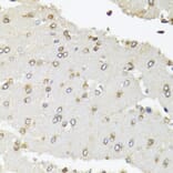 Immunohistochemistry - Anti-RPB2 Antibody (A15056) - Antibodies.com