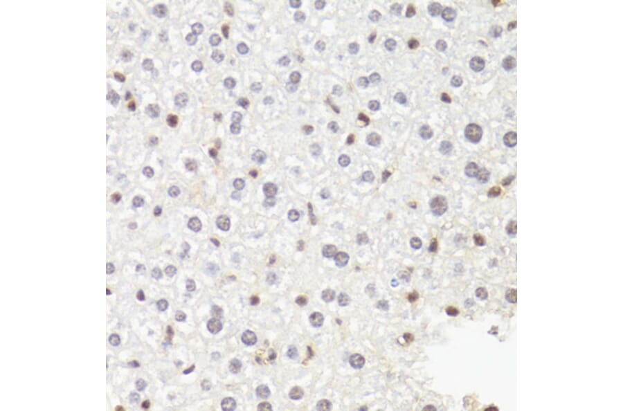 Immunohistochemistry - Anti-RPB2 Antibody (A15056) - Antibodies.com