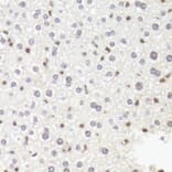 Immunohistochemistry - Anti-RPB2 Antibody (A15056) - Antibodies.com