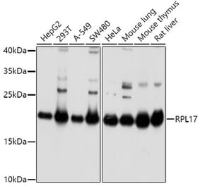 Western Blot - Anti-RPL17 Antibody (A15058) - Antibodies.com