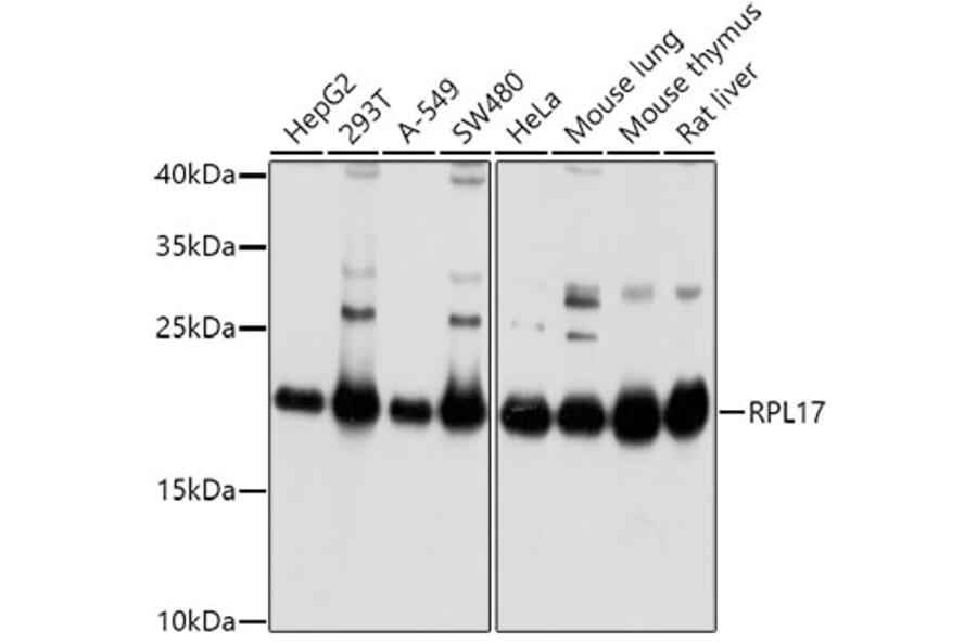 Western Blot - Anti-RPL17 Antibody (A15058) - Antibodies.com