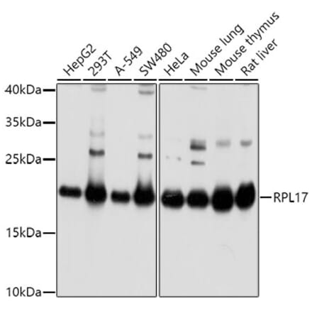 Western Blot - Anti-RPL17 Antibody (A15058) - Antibodies.com