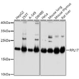 Western Blot - Anti-RPL17 Antibody (A15058) - Antibodies.com