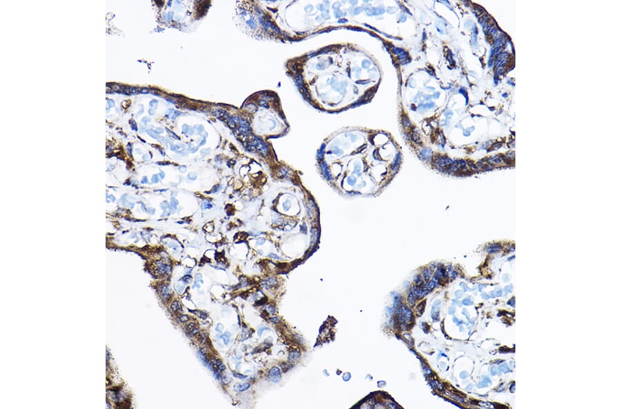 Immunohistochemistry - Anti-RPL17 Antibody (A15058) - Antibodies.com