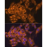 Immunofluorescence - Anti-RPL17 Antibody (A15058) - Antibodies.com