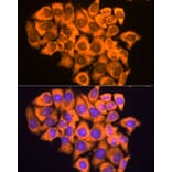 Immunofluorescence - Anti-RPL17 Antibody (A15058) - Antibodies.com