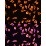 Immunofluorescence - Anti-RPL17 Antibody (A15058) - Antibodies.com