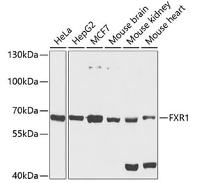 Western Blot - Anti-FXR1 Antibody (A15059) - Antibodies.com