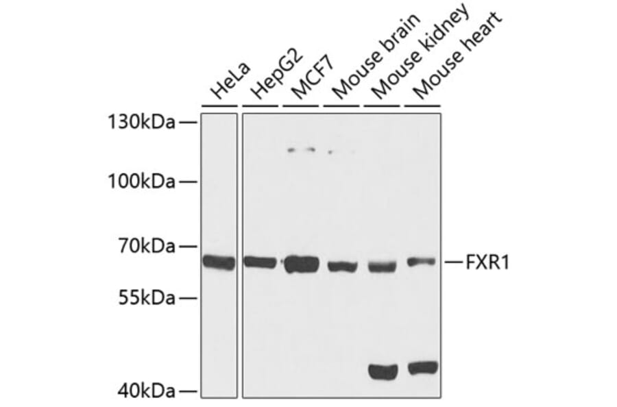 Western Blot - Anti-FXR1 Antibody (A15059) - Antibodies.com