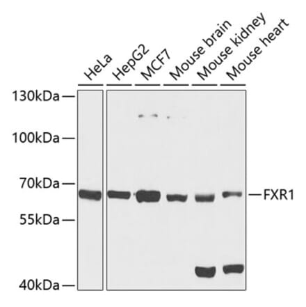 Western Blot - Anti-FXR1 Antibody (A15059) - Antibodies.com