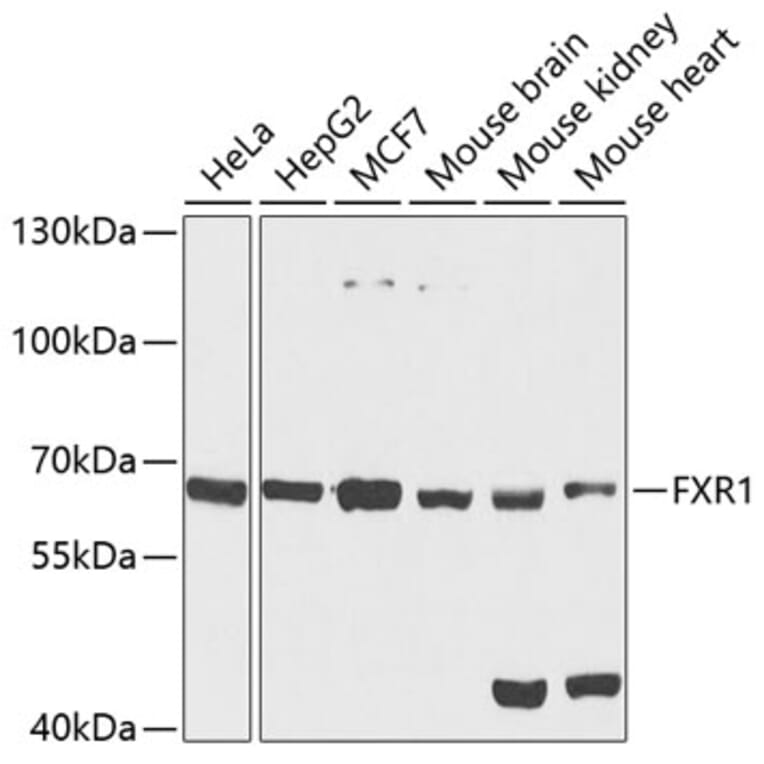 Western Blot - Anti-FXR1 Antibody (A15059) - Antibodies.com
