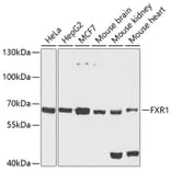 Western Blot - Anti-FXR1 Antibody (A15059) - Antibodies.com