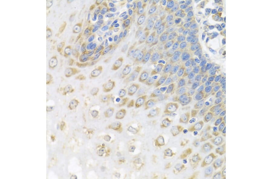 Immunohistochemistry - Anti-APP-1 Antibody (A15060) - Antibodies.com