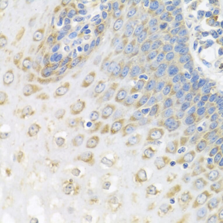 Immunohistochemistry - Anti-APP-1 Antibody (A15060) - Antibodies.com