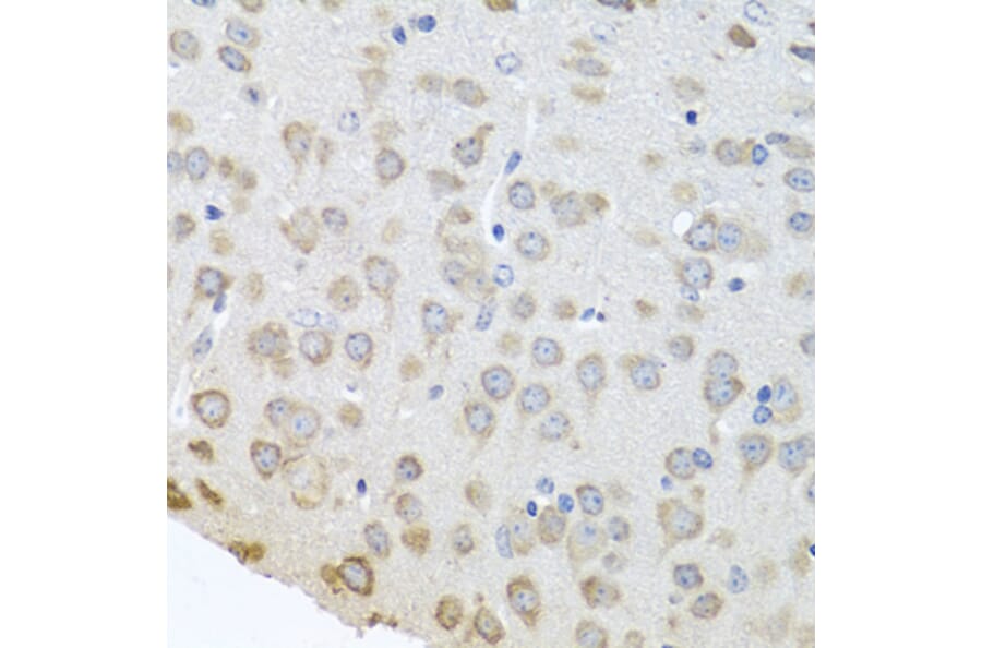 Immunohistochemistry - Anti-APP-1 Antibody (A15060) - Antibodies.com