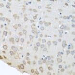 Immunohistochemistry - Anti-APP-1 Antibody (A15060) - Antibodies.com