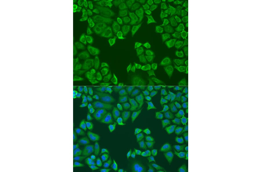 Immunofluorescence - Anti-APP-1 Antibody (A15060) - Antibodies.com