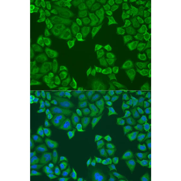 Immunofluorescence - Anti-APP-1 Antibody (A15060) - Antibodies.com