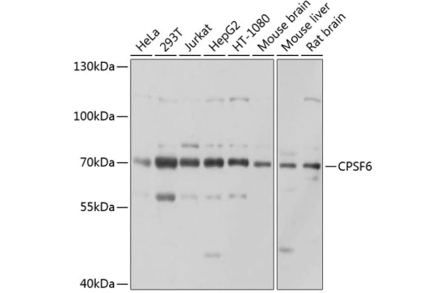 Western Blot - Anti-CPSF6 Antibody (A15061) - Antibodies.com