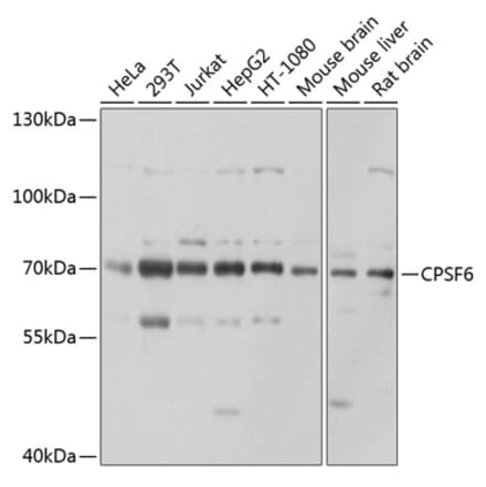 Western Blot - Anti-CPSF6 Antibody (A15061) - Antibodies.com