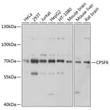 Western Blot - Anti-CPSF6 Antibody (A15061) - Antibodies.com