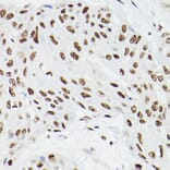 Immunohistochemistry - Anti-CPSF6 Antibody (A15061) - Antibodies.com