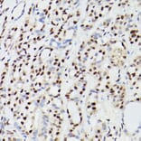 Immunohistochemistry - Anti-CPSF6 Antibody (A15061) - Antibodies.com