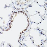 Immunohistochemistry - Anti-CPSF6 Antibody (A15061) - Antibodies.com