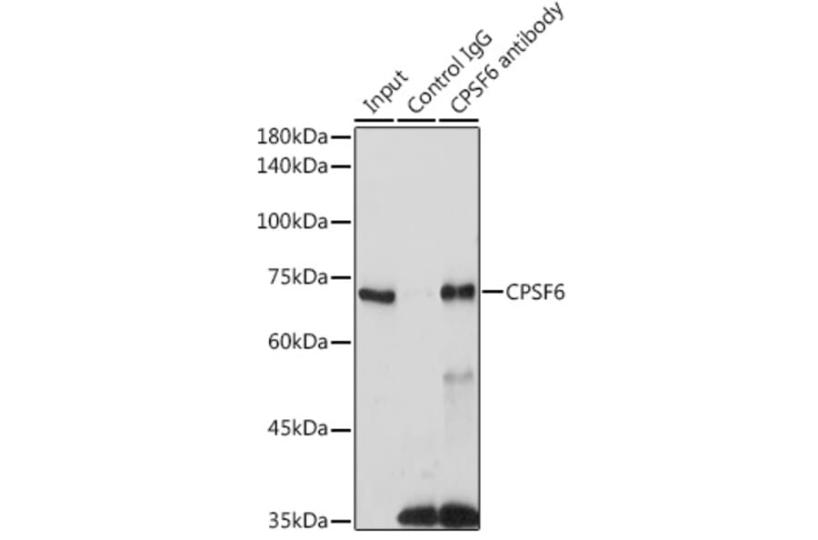 Western Blot - Anti-CPSF6 Antibody (A15061) - Antibodies.com