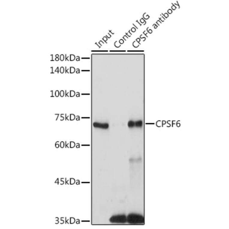 Western Blot - Anti-CPSF6 Antibody (A15061) - Antibodies.com