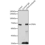 Western Blot - Anti-CPSF6 Antibody (A15061) - Antibodies.com