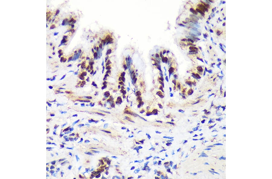 Immunohistochemistry - Anti-Aly/Ref Antibody (A15063) - Antibodies.com