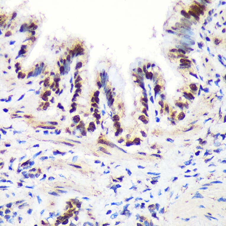 Immunohistochemistry - Anti-Aly/Ref Antibody (A15063) - Antibodies.com