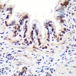 Immunohistochemistry - Anti-Aly/Ref Antibody (A15063) - Antibodies.com