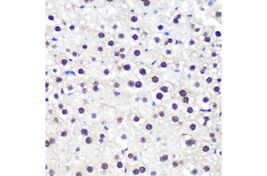 Immunohistochemistry - Anti-Aly/Ref Antibody (A15063) - Antibodies.com