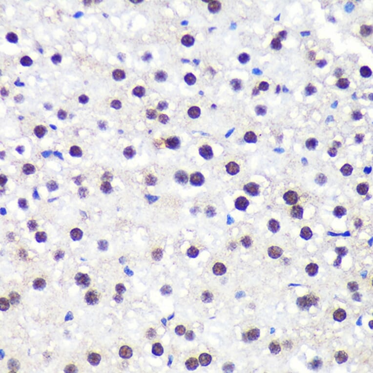 Immunohistochemistry - Anti-Aly/Ref Antibody (A15063) - Antibodies.com